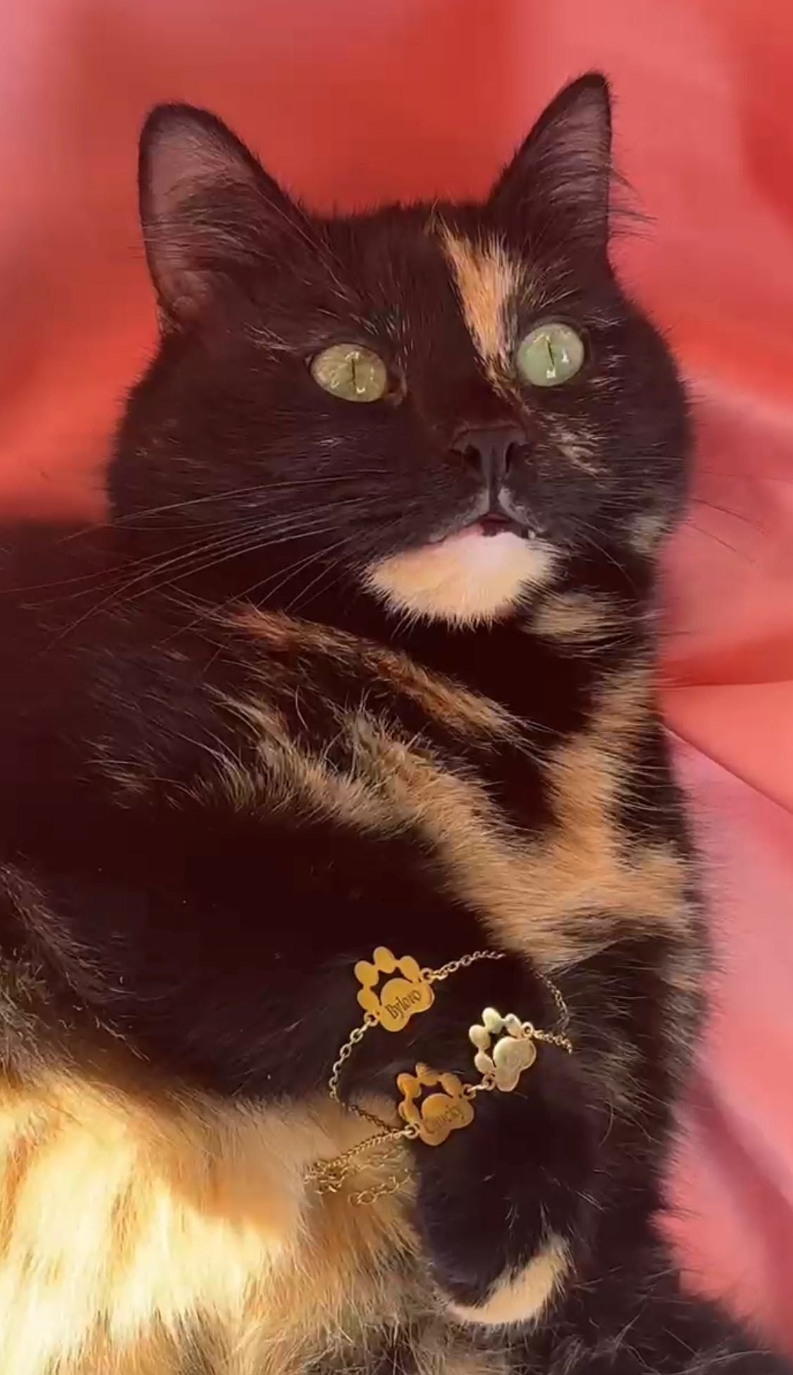 The Paw Connection Bracelet