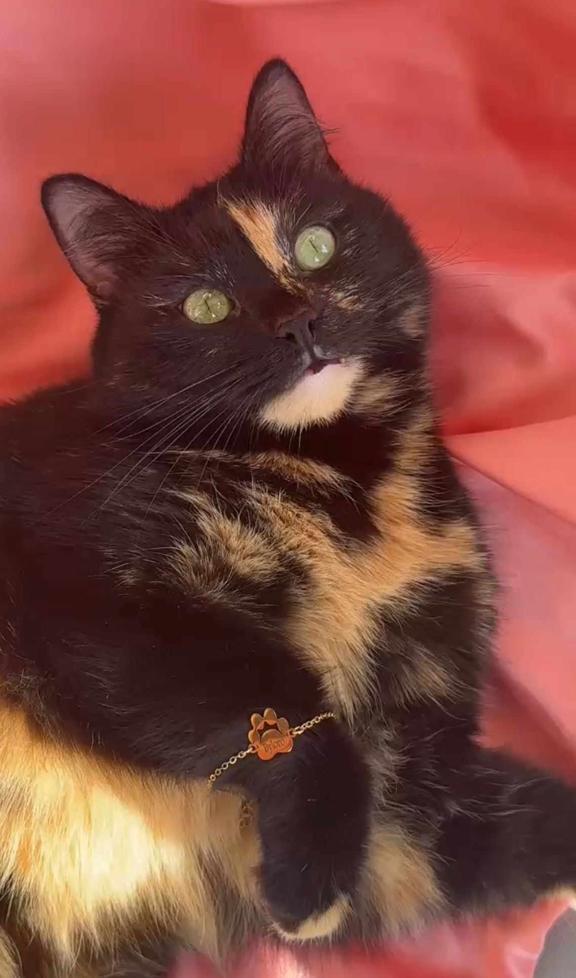 The Paw Connection Bracelet